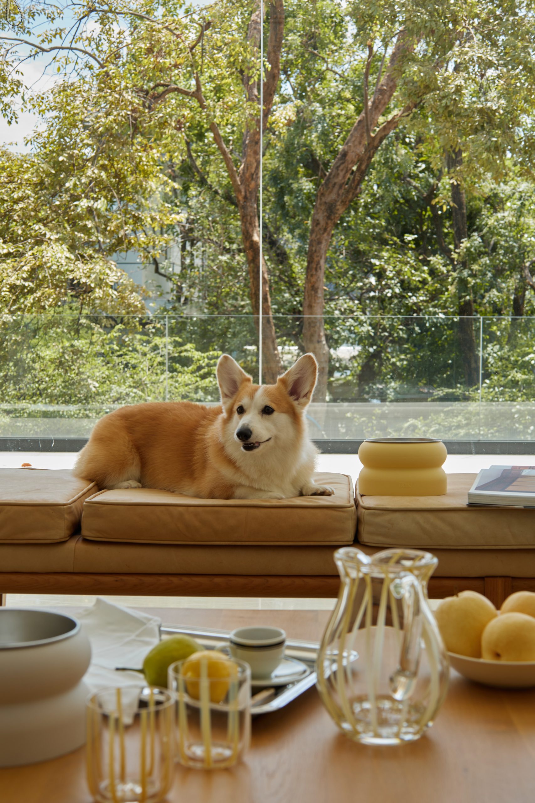 D'ami Elevated Pet bowl for your home